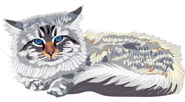 Vector sketch the cat breed Siberian cat color-point (Neva Masqu — Stock Vector