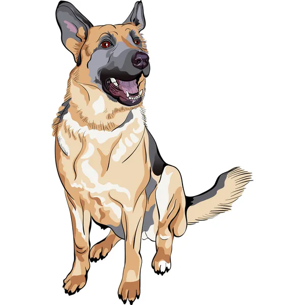 Vector Color Sketch Hund Deutsche Schäferhund Rasse — Stockvektor