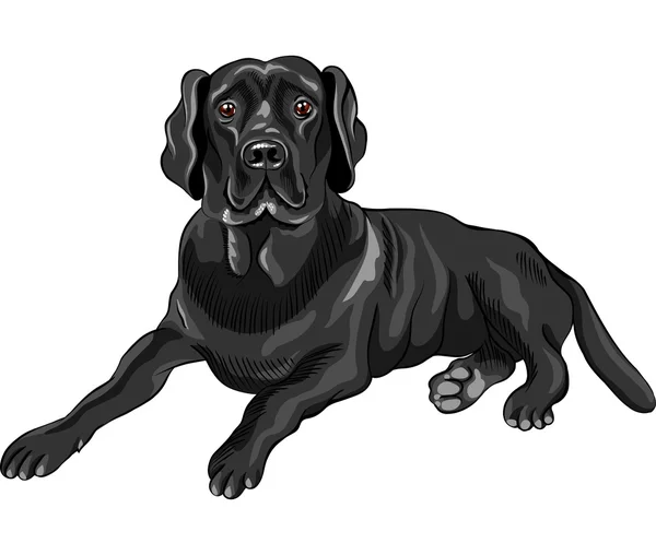 スケッチの犬の品種黒ラブラドル ・ レトリーバー犬をベクトルします。 — ストックベクタ