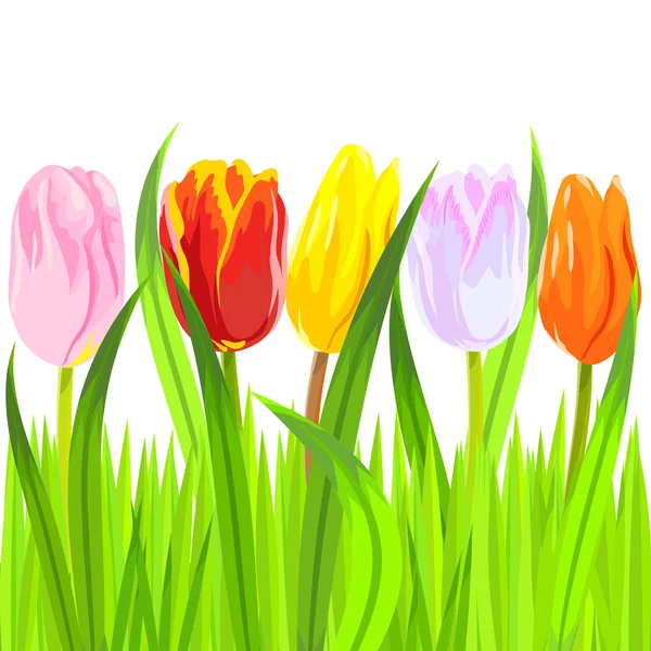 Vetor de tulipas coloridas primavera na grama —  Vetores de Stock