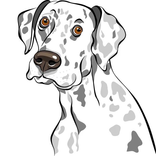 Vetor esboço cão raça dálmata close-up retrato — Vetor de Stock