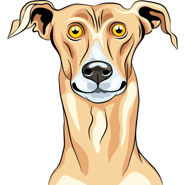 Vector Greyhound perro raza sonrisa — Vector de stock