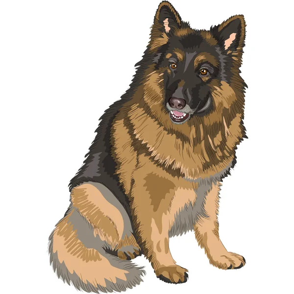 Vector Color Sketch perro pastor alemán Raza — Vector de stock