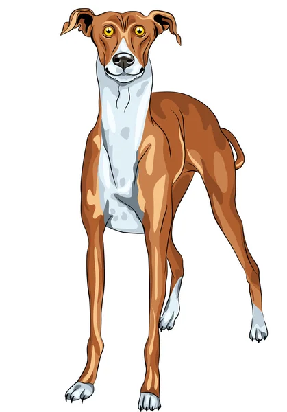 矢量灰狗的狗的品种微笑 — 图库矢量图片