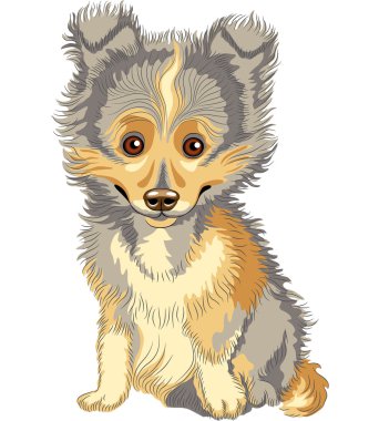 Vector puppy Shetland Sheepdog, Sheltie, Dog breed smile clipart