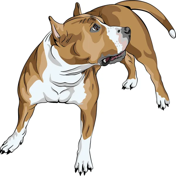 Vector bosquejo perro americano Staffordshire Terrier crianza — Vector de stock