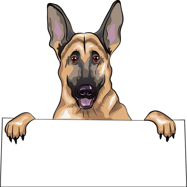 Διάνυσμα χρώμα σκίτσο σκυλί Γερμανικός Ποιμενικός φυλή χαμόγελο — Διανυσματικό Αρχείο