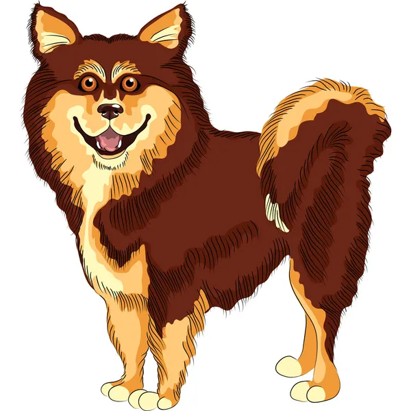 Vector perro lapphund raza sonrisas — Archivo Imágenes Vectoriales