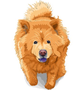 Vector color sketch of a dog chow-chow breed clipart