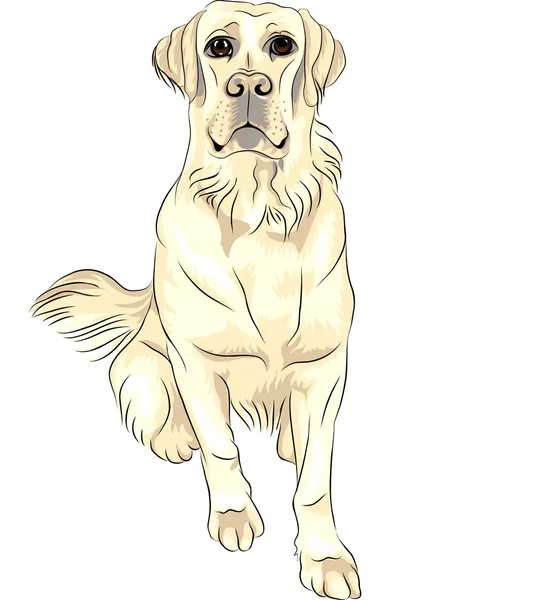 Векторный цвет эскиз собака породы белый лабрадор ретривер сидит — стоковый вектор