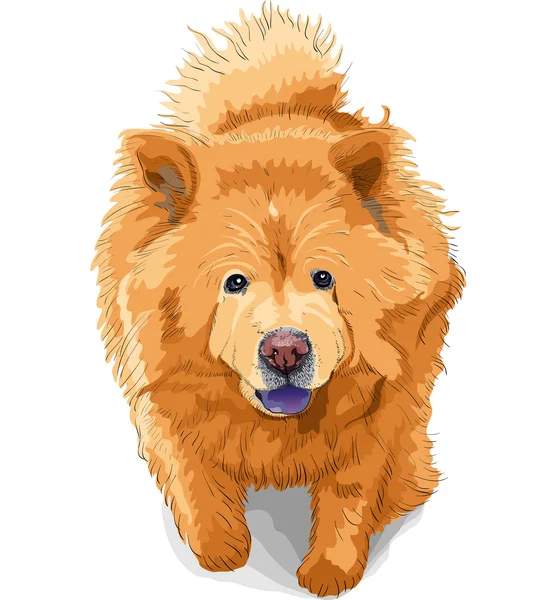 Векторний кольоровий ескіз породи собак — стоковий вектор