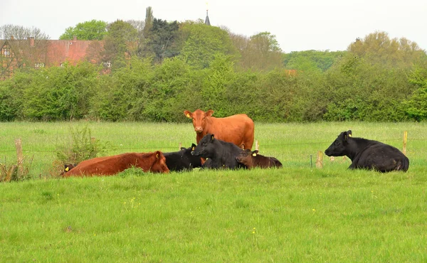 Eine Gruppe Kühe — Stockfoto