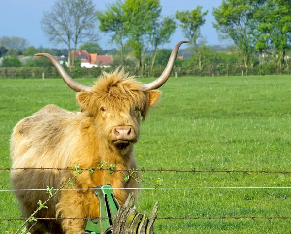 Bull with large horns — Stock Photo, Image