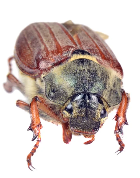 Uma imagem macro de um besouro de maio — Fotografia de Stock