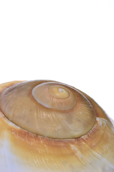 Macro immagine di una conchiglia marina — Foto Stock