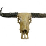 Buffalo skull — Stock Photo © bepsimage #19566231