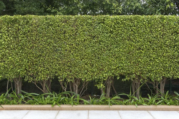 Groene bladeren muur — Stockfoto
