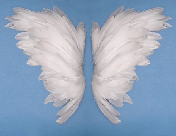 Twee vleugels — Stockfoto
