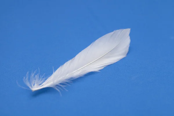 青い背景上の羽 — ストック写真