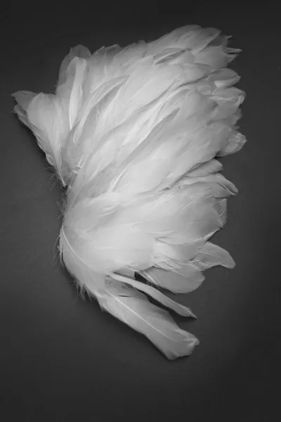 Witte vleugels — Stockfoto