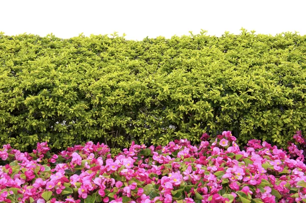 Green leaves wall — Stock Photo, Image