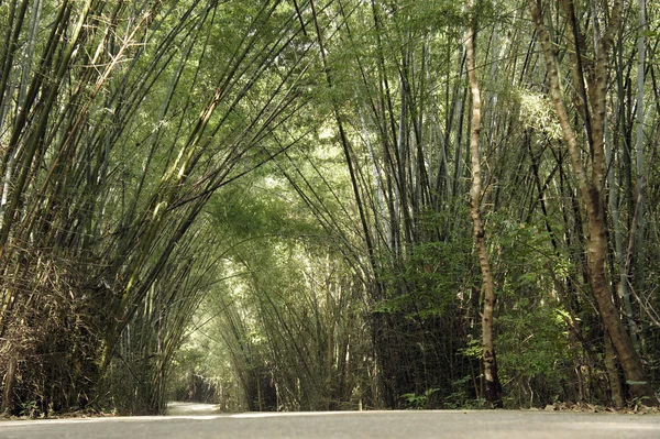 熱帯林 — ストック写真
