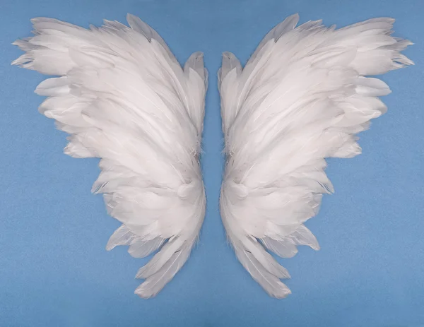 Two Wings — Stock Photo, Image