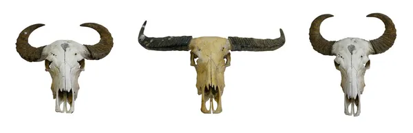 Cráneo de búfalo Imágenes de stock libres de derechos