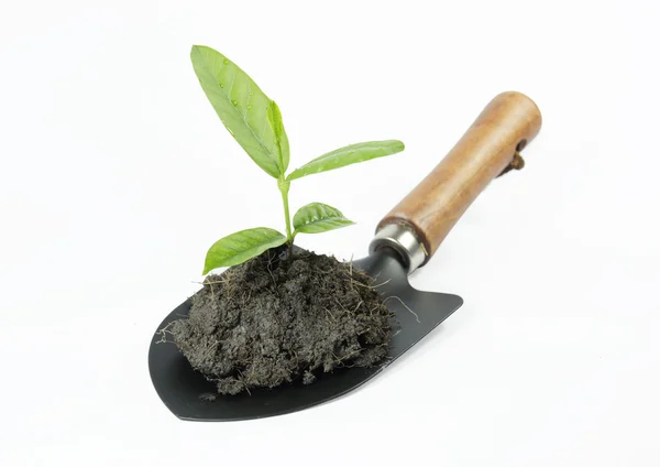 Plant tool — Stock Photo, Image