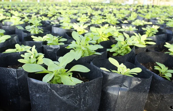 stock image Young plant