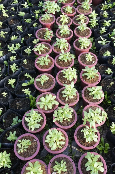 Jovens plantas em vasos de flores — Fotografia de Stock
