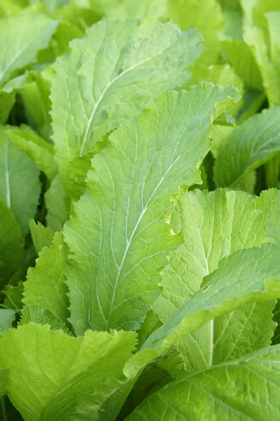 Verdura verde — Fotografia de Stock