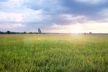 Rice at Sunset clipart