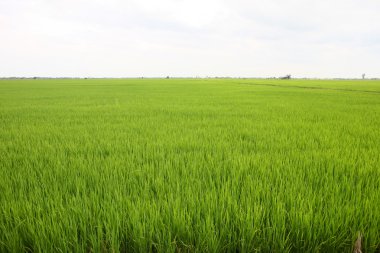 Pirinç alanı
