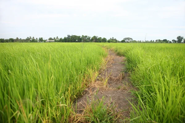 农场水稻 — 图库照片