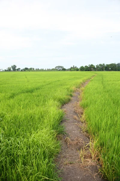 Gröna gården ris — Stockfoto