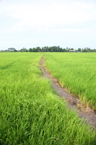 Зелений ферми рису — стокове фото