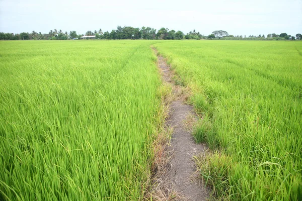 Αγρόκτημα πράσινο ρύζι — Φωτογραφία Αρχείου