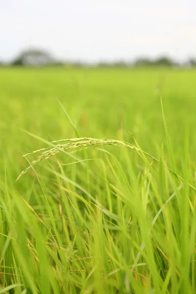 Hántolatlan rizs mező — Stock Fotó