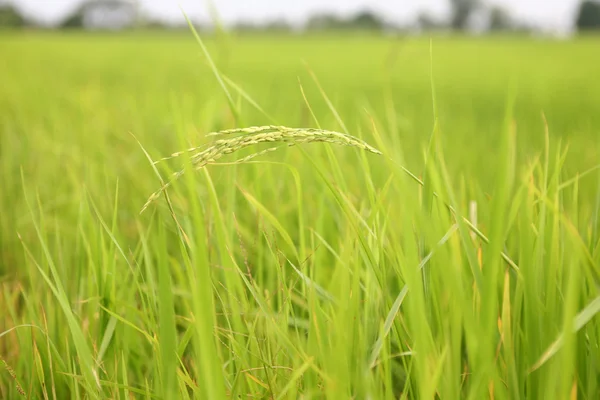 Campo de arroz paddy — Fotografia de Stock
