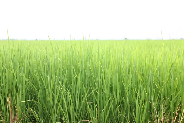 Groene rijst — Stockfoto