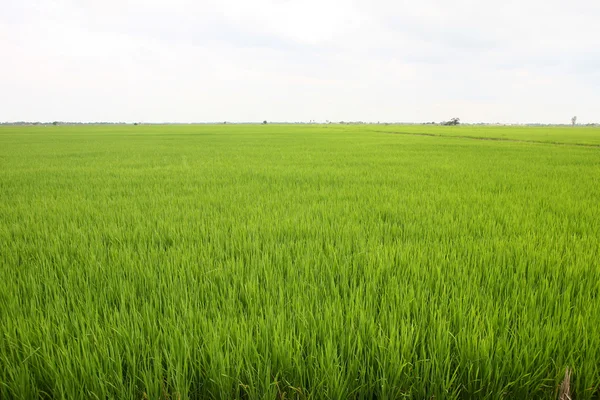 Πεδίο ρυζιού — Φωτογραφία Αρχείου