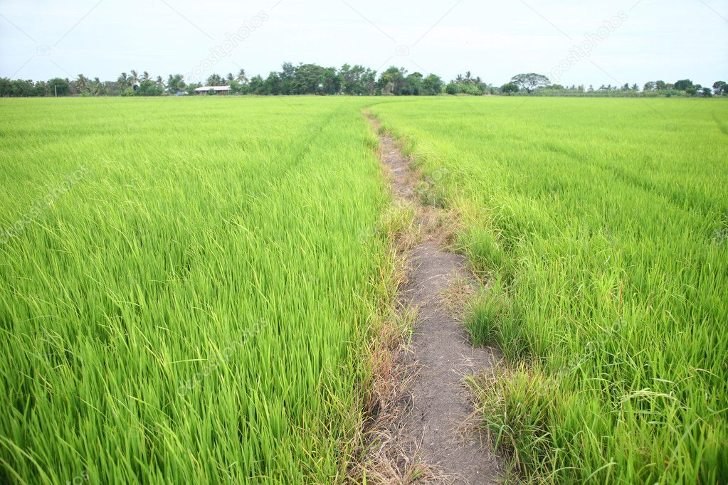 Green farm rice