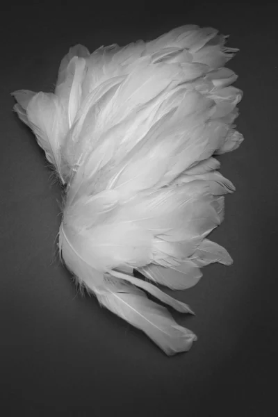 Άσπρα φτερά — Φωτογραφία Αρχείου