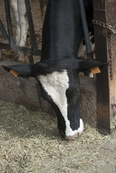 A cow in a barn — Stock Photo, Image