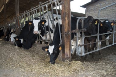 Cattleshed of barns clipart