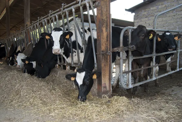 Cattleshed of barns — Stock Photo, Image