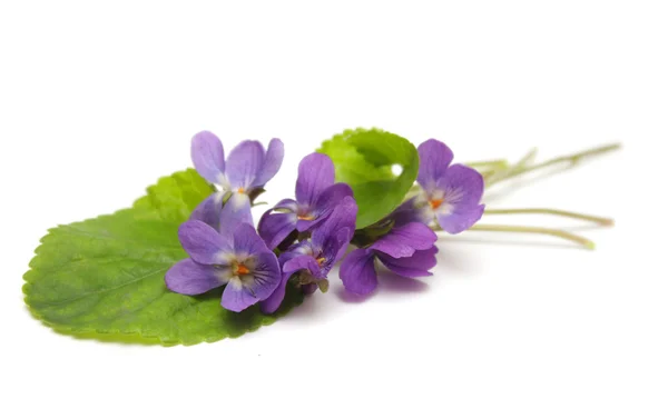 Bloemen van violet — Stockfoto