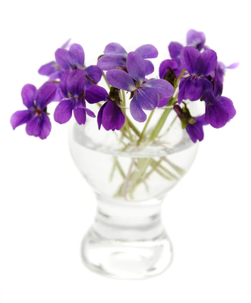 Violetas en un jarrón — Foto de Stock