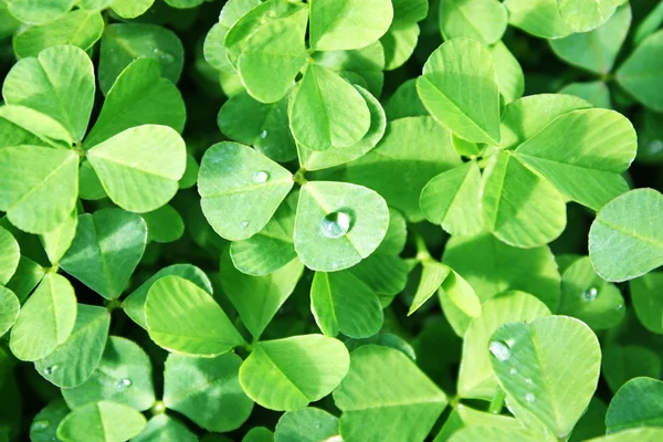 stock image Clovers